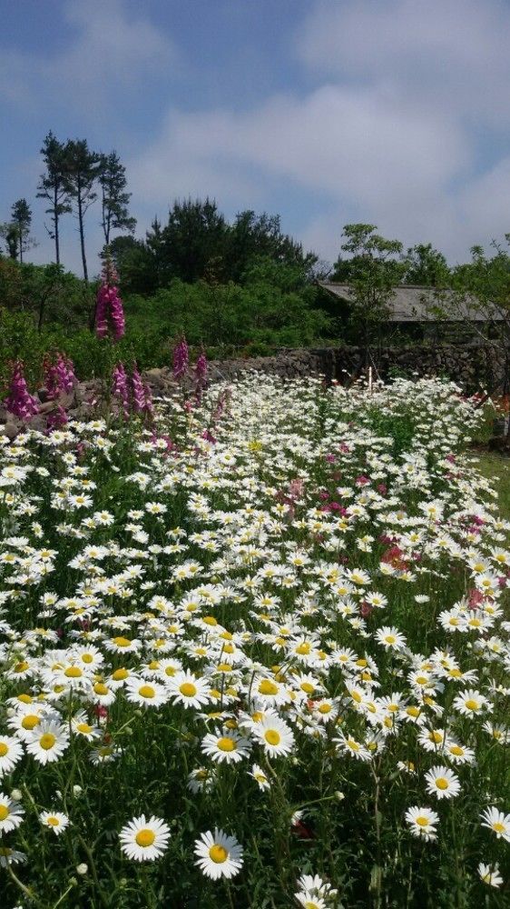 Baghdad House Villa Jeju Buitenkant foto